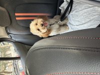 9 aylık uyumlu eğitimli toy poodle