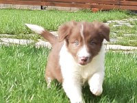 Border Collie Yavruları Istanbul  