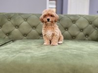 BEBEK YÜZLÜ ORJİNAL MALTIPOO YAVRUMUZ