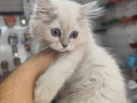Biritis yavrular yeni yuvaları bekliyor