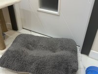 Sevimli british shorthair kızımız luna