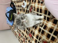 Ankara exotic shorthair