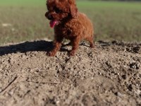 toy poodle kore kanı a kalite