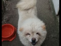 Chow cohw çin aslanı erkek dişi ve yavru