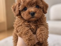 Irk Garantili Poodle Yavruları