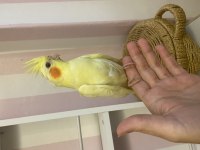 Yavru Sultan Papağanı