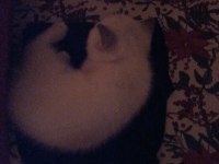 3.5 aylık british shorthair yavrular