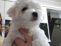 Maltese bebeklerimiz 45 günlük