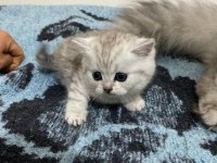 MİNNOŞLAR SCOTTİSH STRAİGHT
