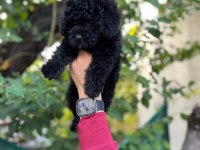 SİLVER TAŞIYICI TOY POODLE