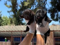 Labrador yavru köpekler