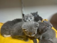 Scottish straight Scottish fold rezerveye açık