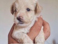 Maltipoo yavrular iki aylık