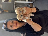 Mükemmel maltipoo yavrularım