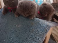 Yavru kediler yeni yuvasına gitmeye hazır