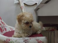 Evde bakılmış mis gibi maltipoo yavru