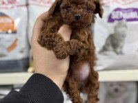 Toy poodle kore kan yavrular teacup sıfır boy