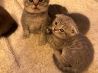 2 yavru scottish fold