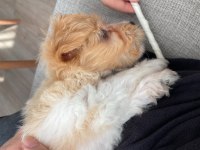 2 Aylık Çok Tatlı Maltipoo