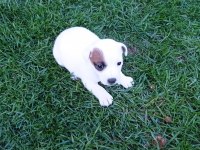 Enerji küpü Jack Russell bebekler