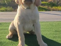 MÜKEMMEL KALİTEDE LABRADOR YAVRULAR