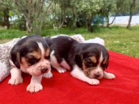 BEAGLE BİGIL