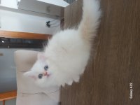 Pamuk Chinchilla Bebekler