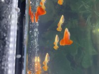 Albino Full Red Mega Dorsal Lepistes