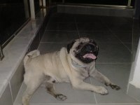 Erkek PUG