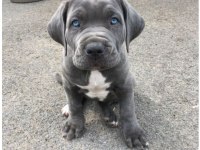 Mavi göz cane corso