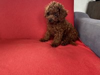 Erkek Toy Poodle