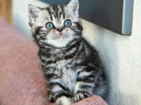 SAF KAN SİLVER TABBY BRİTİSH SHORTHAİR