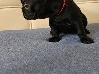 EGZOTİK KAN A+ KALİTE FRENCH BULLDOG