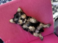Dişi ve erkek teacup yorkshire terrier