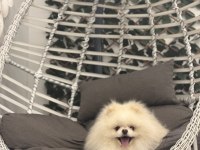 Teddy surat scr ve pasaportlu pomeranian