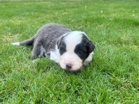 Yakışıklı Border Collie Yavruları