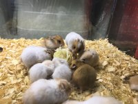 Isırma huyu olmayan Hamster bebekler gelmiştir