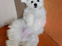 8 Aylık Orjinal Dişi Maltese Terrier