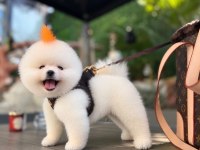 POMERANİAN BOO BEBEK