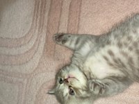 14 Mayıs doğumlu british shorthair