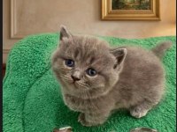 Munchkin Cüce