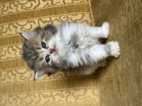 Safkan British Longhair Yavrular