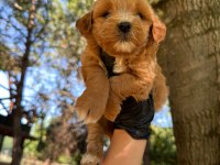 DİŞİ ERKEK MALTİPOO 