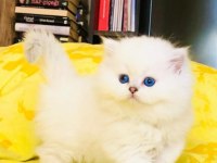 BRİTİSH LONGHAİR ŞECERELİ