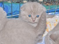 2 Adet Scottish Fold 1 Adet British