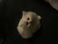 Sevimli yavrumuz british longhair