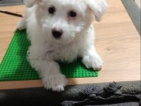 3 Aylık Maltese Köpeğimi Sahiplendirmek İstiyorum