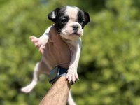 Sevimli Ve Maskeli French Bulldog Yavrularım