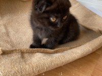 3 aylık scottish fold yavru dişi