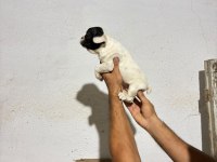 French Bulldog Yavrular Irk Sağlık Garantili